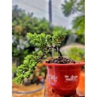 ราคา ต้นไม้ประดับบอนไซสนเลื้อยพร้อมกระถาง (23360417267)