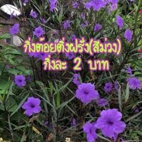 ราคา ต้อยติ่ง กิ่งต้อยติ่งฝรั่ง กิ่งฟ้าประทานพร( สีม่วง ) (8073576111)