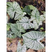 ราคา ต้นบอนสี ต้นบอนสีอิเหนา (12055627034)