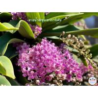 ราคา กล้วยไม้ช้างชมพูดอกสีชมพูมีเข้มมีอ่อนหมดดอกใส่ตะกร้า4นิ้ว1ต้นขนาด3-5คู่ใบ (21100938992)