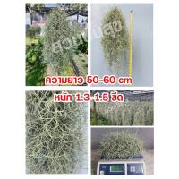 ราคา เคราฤาษี หนวดฤาษี ไม้ฟอกอากาศ แบบพวง มีลวดแขวน (14345726241)