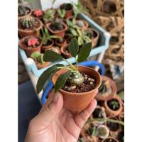 ราคา มะพร้าวทะเลทรายโขดอ้วนๆ ใบยาว (20524784920)