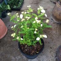 ราคา ช้อนทอง#ไม้ทนเเดดดอกสีเหลือง (6216125802)