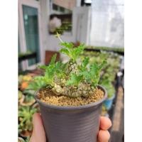 ราคา ต้นมะพร้าวทะเลทราย Dorstenia horwoodii (14655237560)