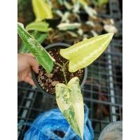 ราคา กวักพระพรหมด่างสวยเชื้อดีด่างจัด (15695711487)