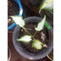 ราคา บอนสีกวนอิมสวยน่าสะสม (11574829142)