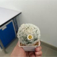 ราคา แมมขนนกขาว ดอกชมพูอ่อน (8111718255)