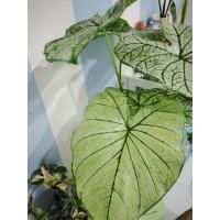 ราคา หัวบอนสี caladium หัวบอนสี อิเหนา ลายเส้นสวย (4541143273)