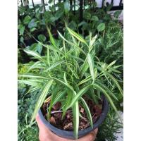 ราคา ต้นไผ่เงิน ไผ่แมว แมวทานได้ ไม่ประดับ ในกระถาง 6 นิ้ว (8251114787)