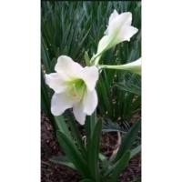 ราคา ว่านสี่ทิศสีขาวหายาก1หัวเล็กไม้โบราณไม้ดอกไม้ประดับหายาก❣️ (22184914159)