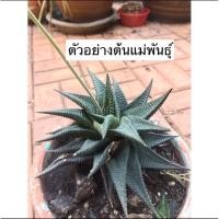 ราคา กระบองเพชร แคคตัส ฮาโวเทีย ม้าเวียน แม่พันธ์ ต้น 10-11เซน ส่งแบบถอดราก (8651252679)