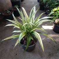 ราคา ไผ่กวนอิมกาเซียน่า#ไม้มงคล#ไผ่กวนอิม (3619294777)