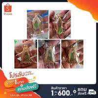 ราคา กรอบพระ ตลับพระ สมเด็จนางพญา (8595183344)