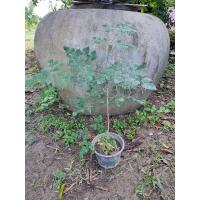 ราคา ต้นปีบ (กาสะลอง) สูง 80 cm 1 ชุดมี 2 ต้น (10252514286)