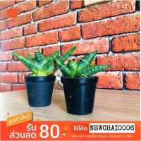 ราคา ต้นงาช้างแคระ ว่านงาช้าง บอลเซล ต้นไม้ฟอกอากาศ (2396064341)