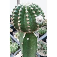 ราคา แคคตัส อิชินอปซิส ไฮบริด พิงค์แองเจิ้ล ECHINOPSIS HYBRID ANGEL (12595759110)