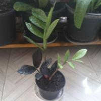 ราคา กวักมรกตดำเรียกทรัพย์ (7584019765)