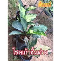 ราคา โชคเก้าชั้นด่าง มีเชื้อด่างจากแม่ด่าง (23652876541)