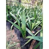 ราคา ต้นอินทผาลัมเดกเล็ทนัวร์ ผลสีแดงออกน้ำตาล ติดผลดก รสชาติหวานปนมันอร่อย (9275711258)