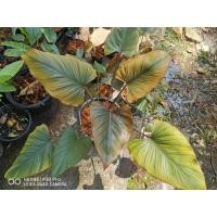 ราคา เสน่ห์จันทร์ดำ ใบกลาย (14159413858)