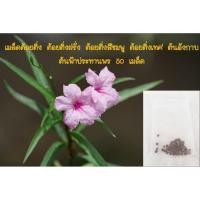 ราคา เมล็ดต้อยติ่ง ต้อยติ่งฝรั่ง ต้อยติ่งสีชมพู ต้อยติ่งเทศ ต้นอังกาบ ต้นฟ้าประทานพร 50 เมล็ด (9419460232)