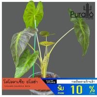 ราคา บอน โคโลคาเซีย อโลฮ่า บอนอโลฮ่า Colocasia esculenta aloha #Colocasia #Colocasia esculenta (11362520017)