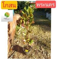 ราคา โกสน พระนคร 60 ซม. ต้นใหญ่ ต้นโกสน (14329389327)