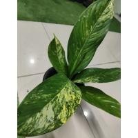 ราคา เศรษฐีวิลสันด่างเหลืองดส่งต้นจริงในรูปค่ะ (10522390435)