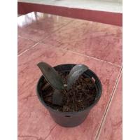 ราคา กวักมรกตดำ ไม้มงคลประดับบ้าน (12209464962)