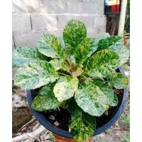 ราคา เมล็ดมะพร้าวทะเลทรายใบด่าง​ ​ จำนวน​ 10​ เม็ด (4490144641)