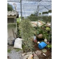 ราคา เคราฤาษี spanish moss (11440280019)