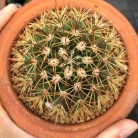 ราคา Melocactus perezassoi | แคคตัส Cactus | กระบองเพชร (22780707571)