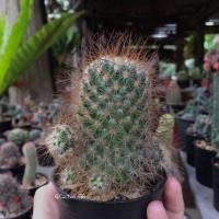 ราคา แมมหนามฟู (Mammillaria) "กระถาง 3 นิ้ว" (285572988)