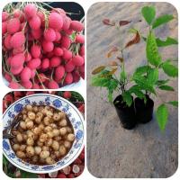 ราคา ต้นหมากแงว/ต้นหมากคอแลน (8117185793)