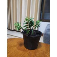 ราคา ต้นบันไดเศรษฐี บันไดเงิน บันไดสวรรค์ (3845773384)