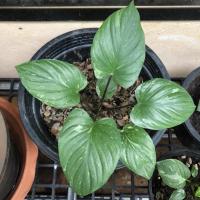 ราคา ⭐️เสน่ห์จันทร์ประกายดาว (9059978260)