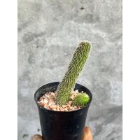 ราคา เก๋งจีนหนอนชาเขียว Stapelianthus Pilosus กระถาง 2 นิ้ว (14094247301)