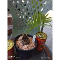 ราคา ปรงเขาชะเมา หมายเลข 3 [ส่งทั้งกระถาง ขนาดโขด ~4.5 เซนติเมตร] ไม้จิ๋ว ไม้โขด ไม้มงคล Minimal ตกแต่งสวน (4050701713)