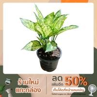 ราคา ต้นอโกนีมา เพชรน้ำหนึ่ง (11629684984)