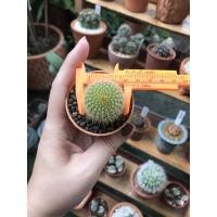 ราคา กระบองทองงงงงงแคคตัส (4049796254)