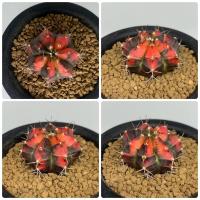 ราคา แคคตัส Gymnocalycium variegated cactus แคคตัส กระบองเพชร ยิมโนด่าง (6280356389)