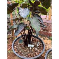 ราคา Colocasia painted black gecko โคโลคาเซีย เพนท์ แบล็ก เก็คโค (ไม้ตัดสด) (19136155605)