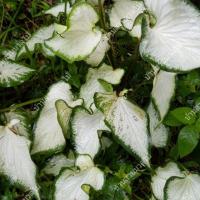 ราคา บอนสี กวนอิม 3 หน่อ (7637433735)