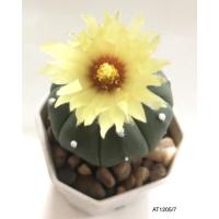 ราคา แคคตัส กระบองเพชร แอสโตรไฟตัม (Astrophytum) (16665501049)
