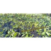 ราคา ต้นกล้าผักหวานป่า สูงประมาณ10 ซม. (4447330756)