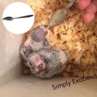 ราคา ช้อนป้อนอาหารนก ช้อนป้อนลูกนก ช้อนสำหรับลูกป้อนนก ป้อนง่าย สแตนเลสแท้ น้ำหนักเบา (3816104794)