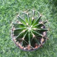 ราคา Hamatocactus setispinus ฮามาโตะ แคคตัสEMSส่งได้ไม่เกิน3ชิ้น/ครั้ง นะคะ‍♀️‍♀️ (3234708998)