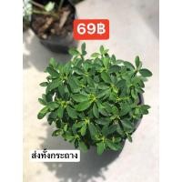 ราคา โป๊ยเซียนแคระไม้ดอกไม้ประดับ (18693764225)