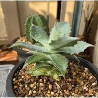 ราคา อากาเว่agave isthmensis ฟอร์มกอ (8234635021)