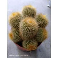 ราคา กระบองเพชร แคคตัส กระบองทองฟอร์มกอ (9953443475)